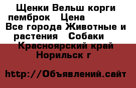 Щенки Вельш корги пемброк › Цена ­ 35 000 - Все города Животные и растения » Собаки   . Красноярский край,Норильск г.